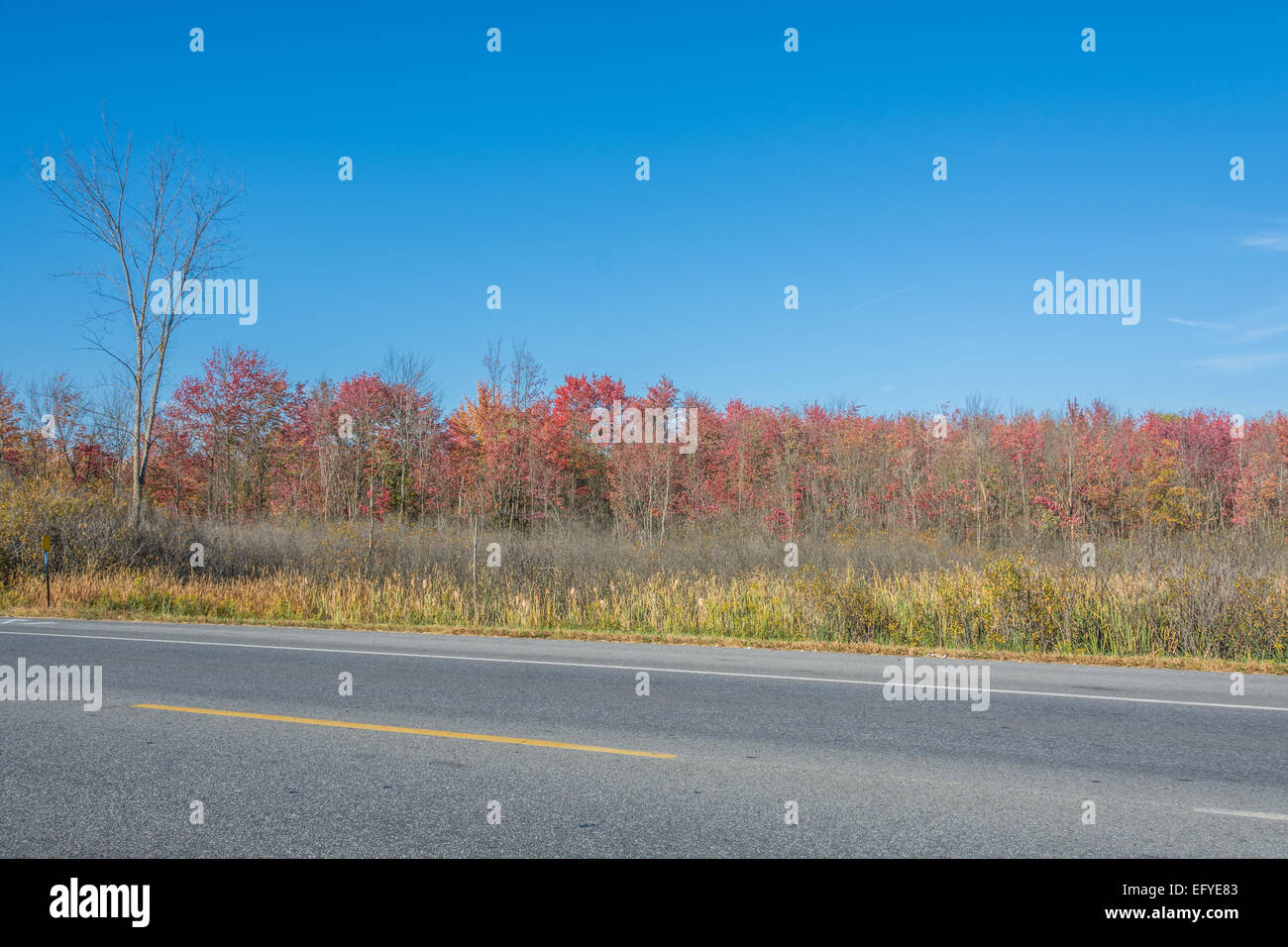 Leuchtend roten Herbstlaub aus einem Feuchtgebiet mit blauem Himmel gesehen vom Straßenrand. Stockfoto