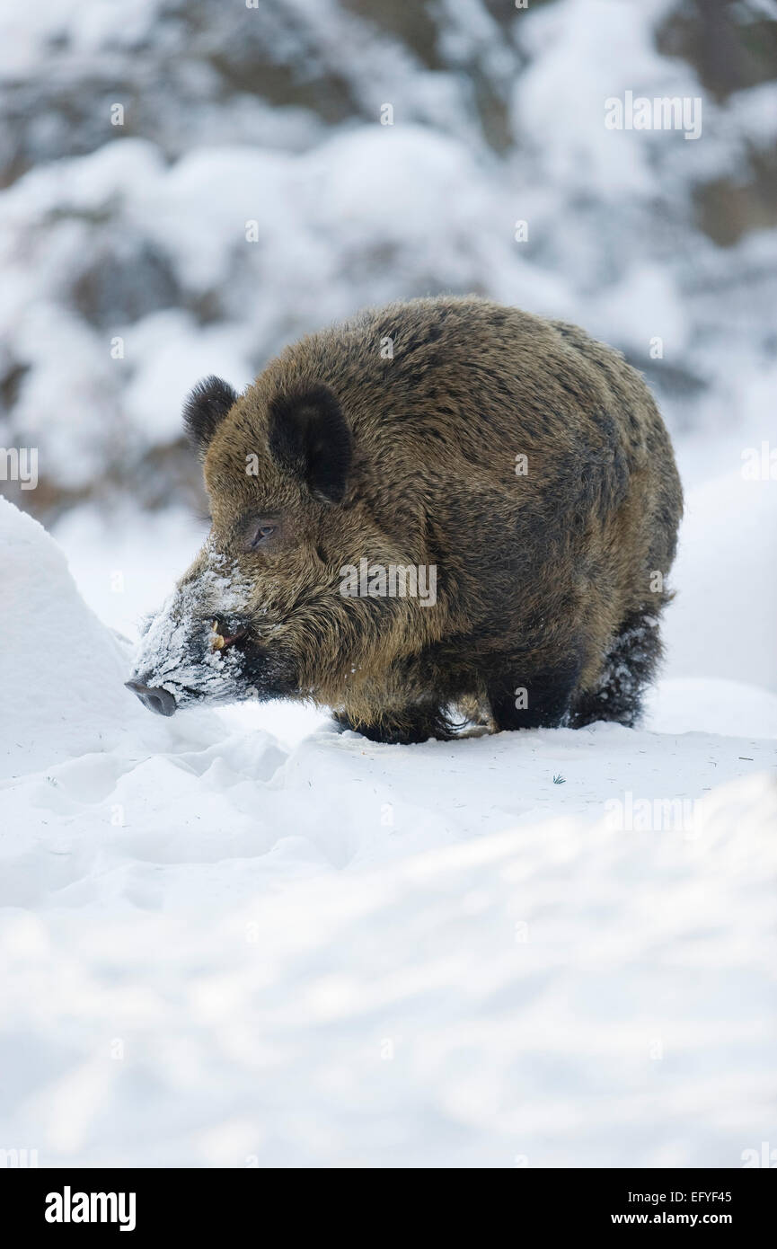 WiRMd Wildschwein (Sus Scrofa), starke Wildschweine stehen im Schnee, Gefangenschaft, Sachsen, Deutschland Stockfoto