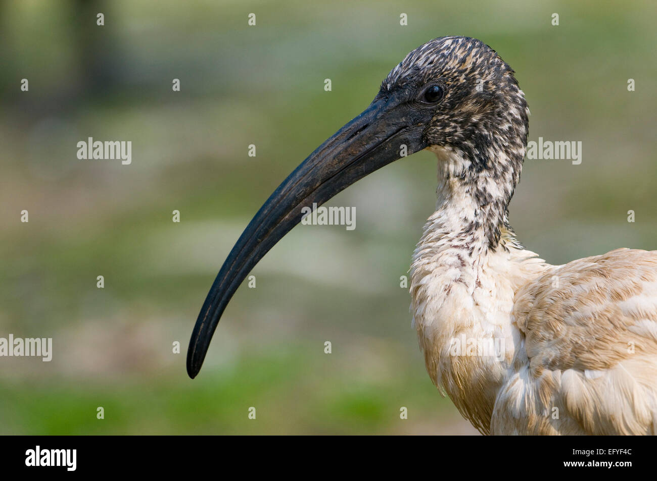 Afrikanische Sacred Ibis (Threskiornis Aethiopicus), ursprünglich aus Afrika, Gefangenschaft, Thüringen, Deutschland Stockfoto