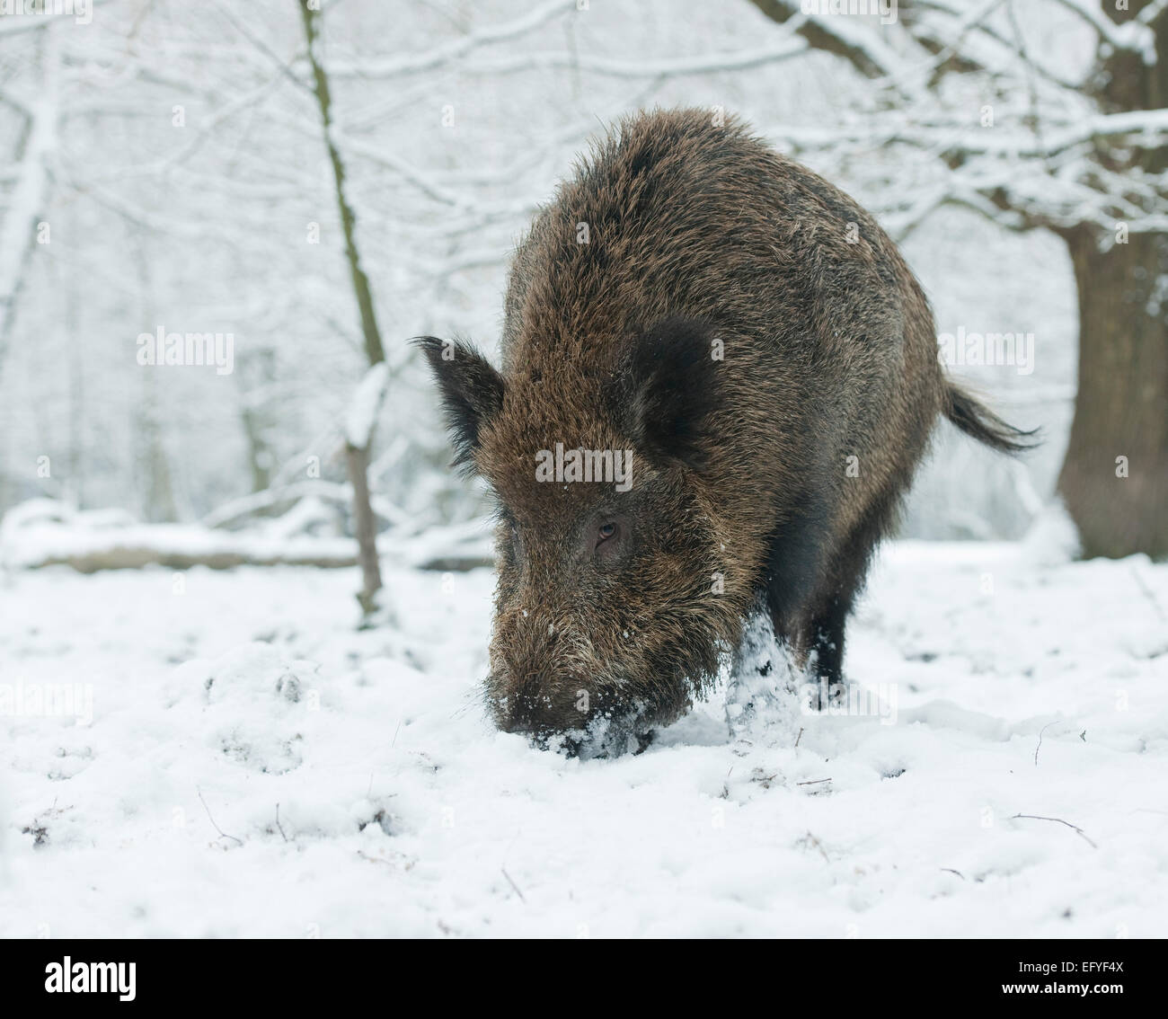WiRMd Wildschwein (Sus Scrofa), WiRMd Eber auf Nahrungssuche im Schnee, Gefangenschaft, Sachsen, Deutschland Stockfoto