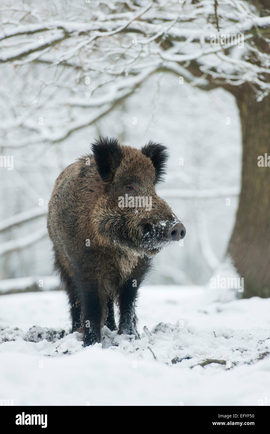 WiRMd Wildschwein (Sus Scrofa), WiRMd Eber stehen im Schnee, Gefangenschaft, Sachsen, Deutschland Stockfoto