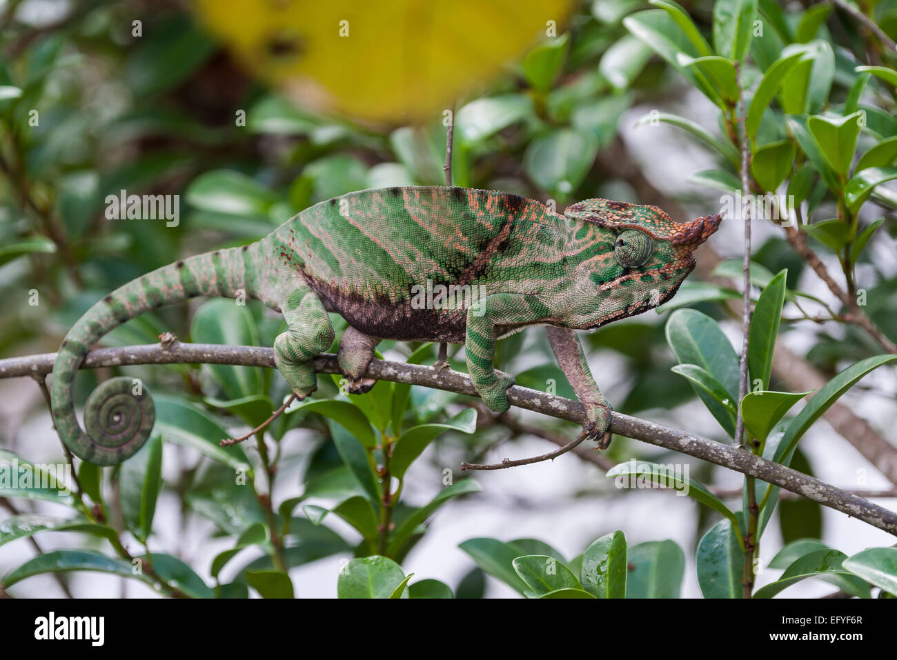 O &#39; Shaughnessy &#39; s Chamäleon (Calumma Oshaughnessyi), Ranomafana, Madagaskar Stockfoto