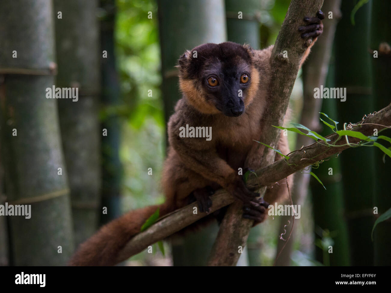 Gemeinsamen braune Lemur (Eulemur Fulvus), Nahampoina, Madagaskar Stockfoto