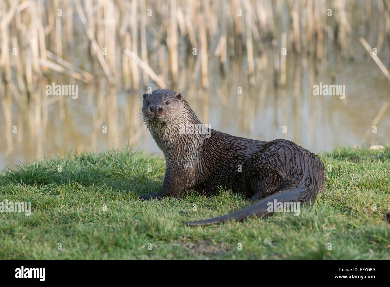 Otter: Lutra Lutra. Gesteuert. Stockfoto