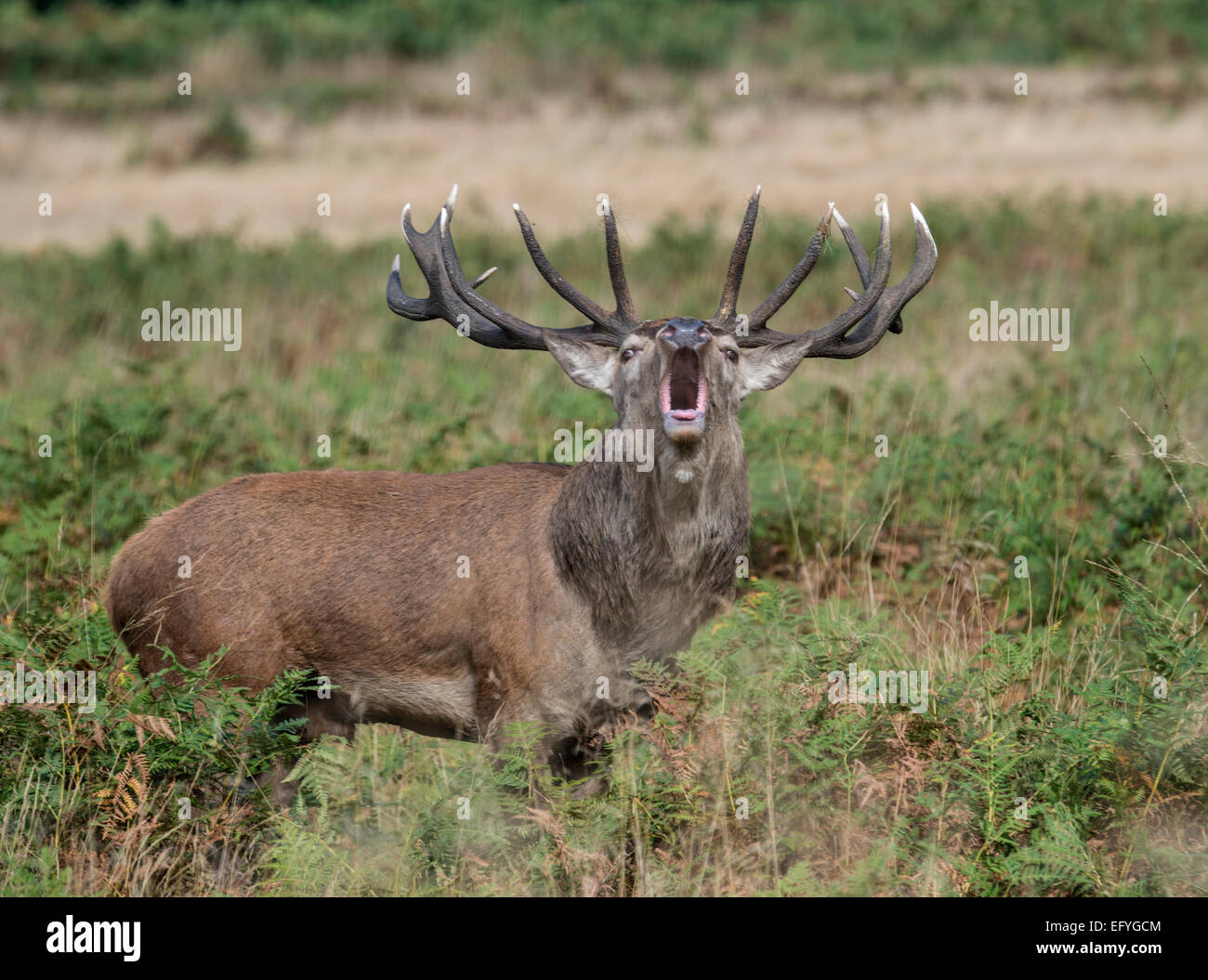 Rotwild: Cervus Elaphus. Während Herbst Brunft brüllen. Richmond Park, Surrey, England Stockfoto