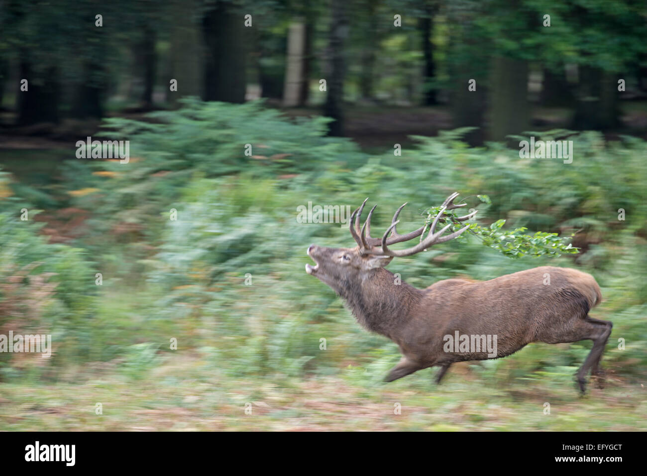 Rotwild: Cervus Elaphus. Während Herbst Brunft brüllen. Richmond Park, Surrey, England Stockfoto