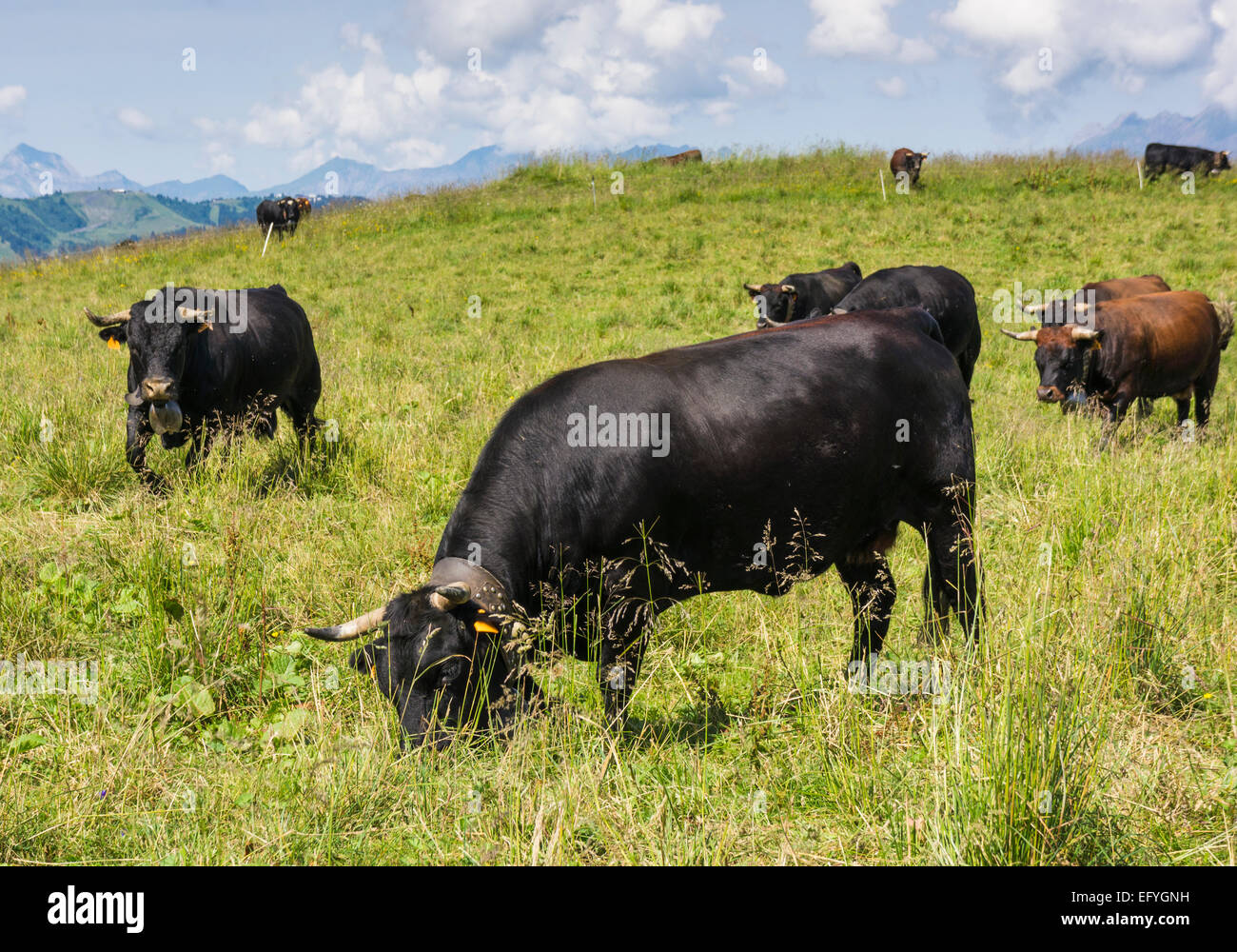 Gruppe der Eringer Rasse alpine Kühe in den Bergen über dem Tal von Chamonix, Französische Alpen, Frankreich Stockfoto