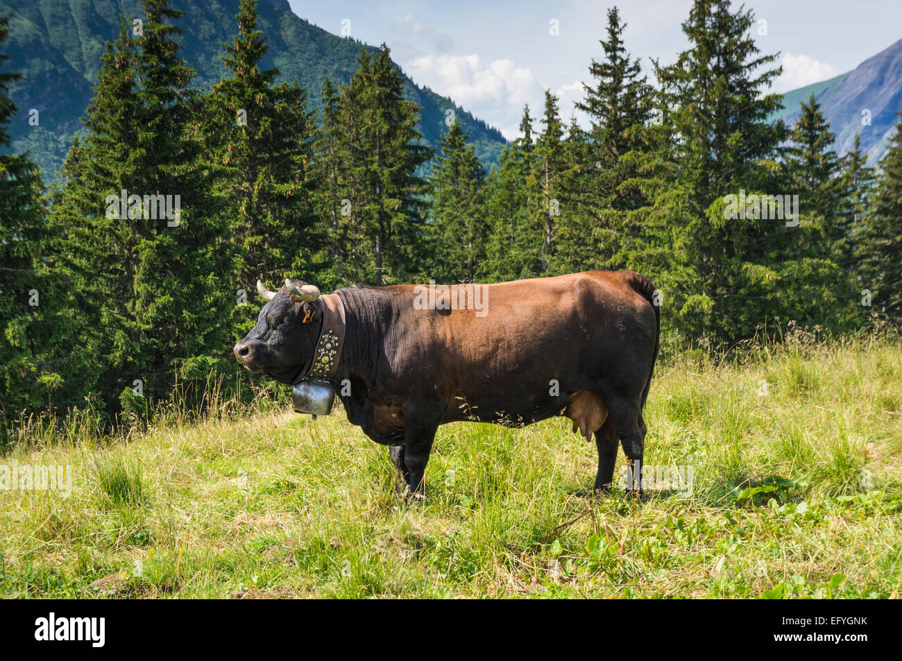 Herens Rasse Kuh mit großen Kuhglocke in den französischen Alpen in der Nähe von Mont-Blanc über Chamonix-Tal, Frankreich, Europa Stockfoto