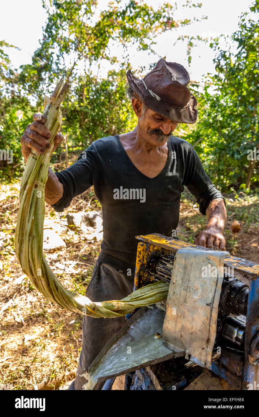 Zuckerrohr Bauer Extrahieren der Zuckerrohrsaft mit einer einen mechanischen Zuckerrohr zusammendrückenden Maschine, Zuckerrohr-Plantage Stockfoto