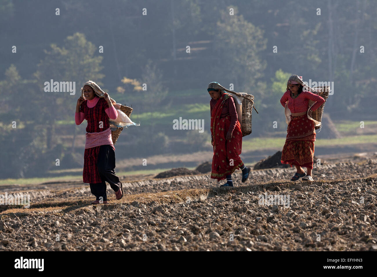 Weibliche nepalesischen Bauern die Körbe, wandern über ein Feld, in der Nähe von Panauti, Nepal Stockfoto