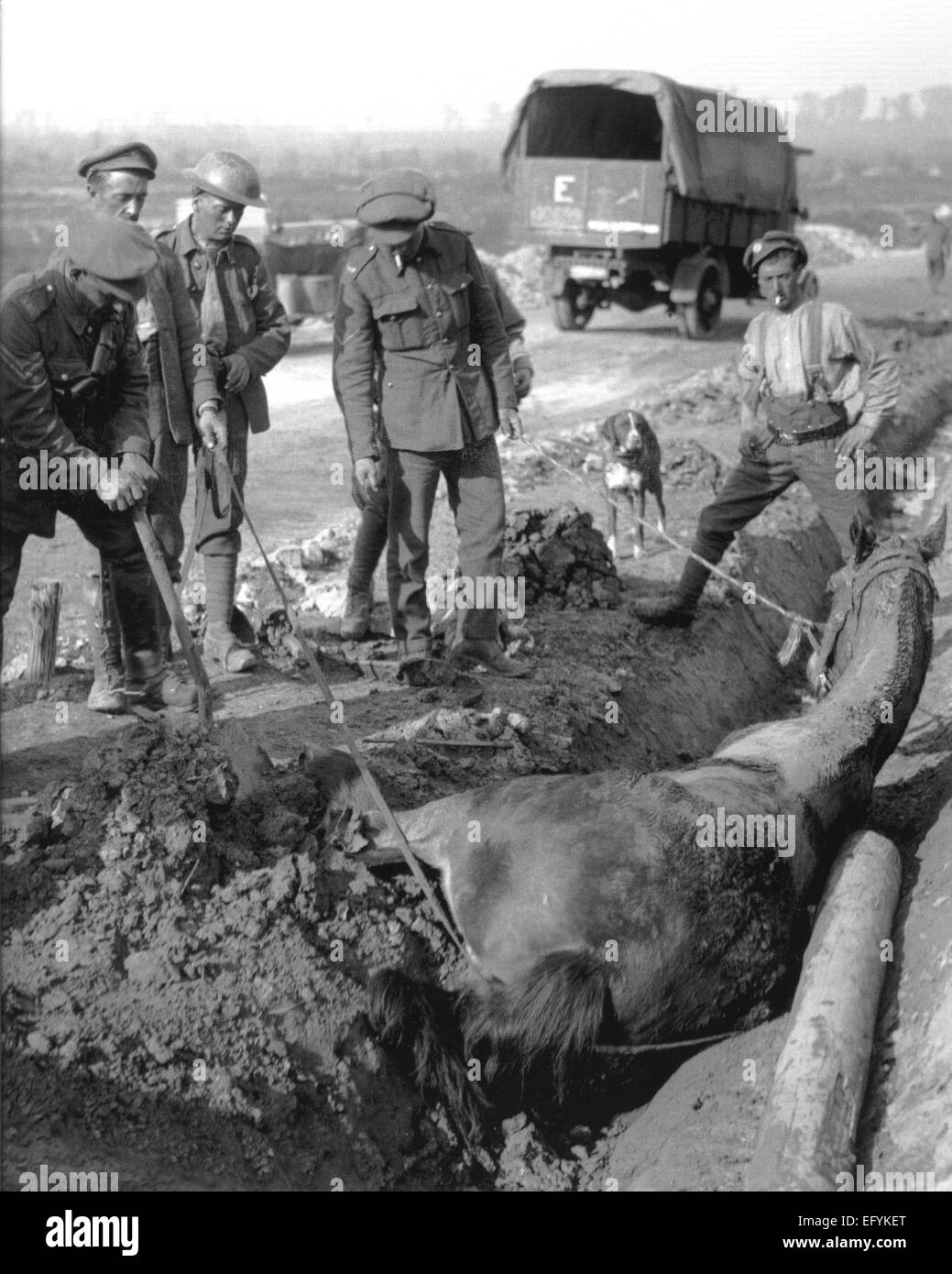 ERSTEN Weltkrieg ein Pferd fallenden Boden aus einer Explosion in der Nähe von A131, Belgien, am 5. Oktober 1917 ausgraben. Foto: Britischer Offizieller Stockfoto