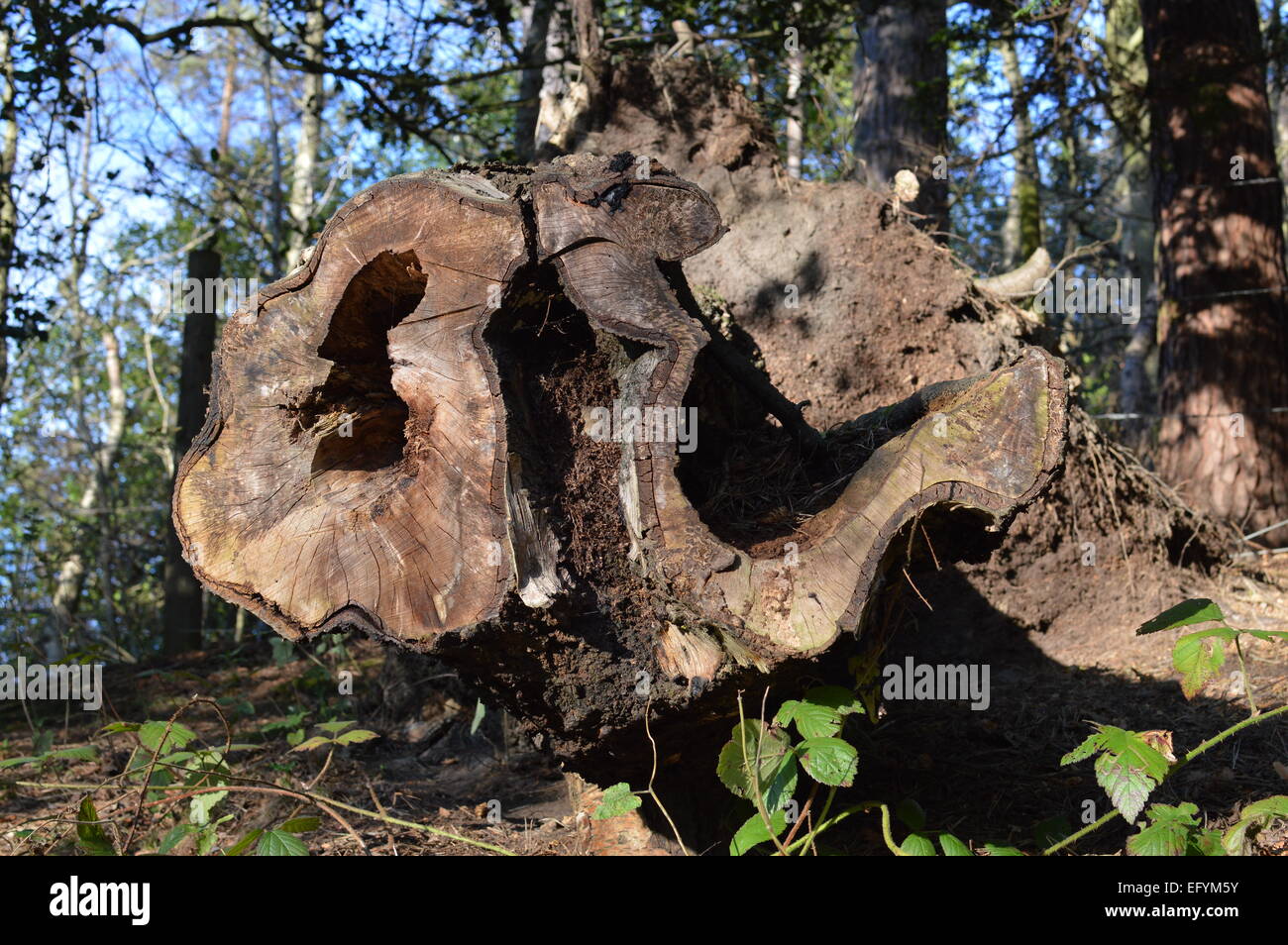 Stamm der gefällten Eibe, Taxus baccata Stockfoto