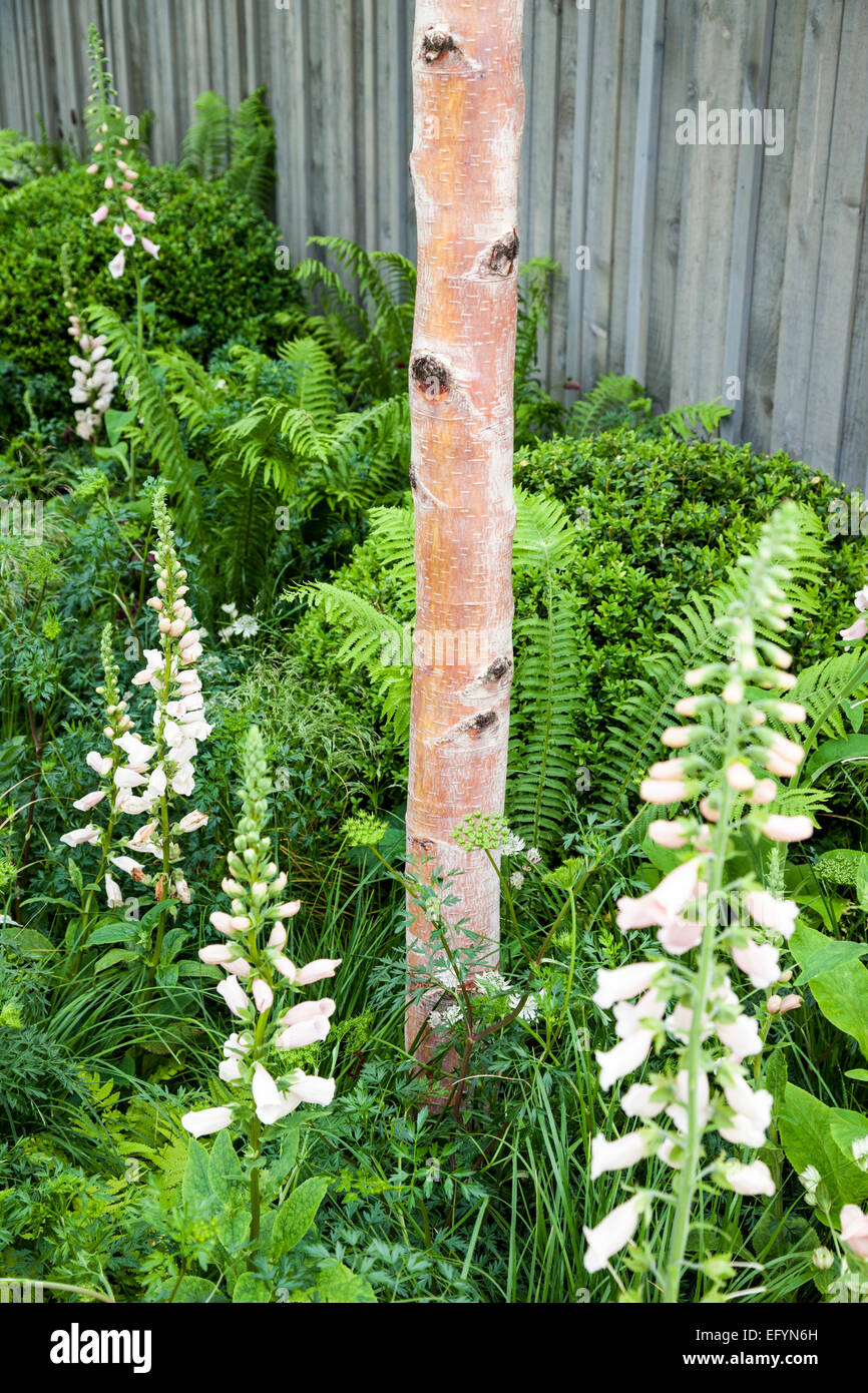 Betula Ermanii, Digitalis "Suttons Apricot" und Matteuccia struthiopteris Stockfoto