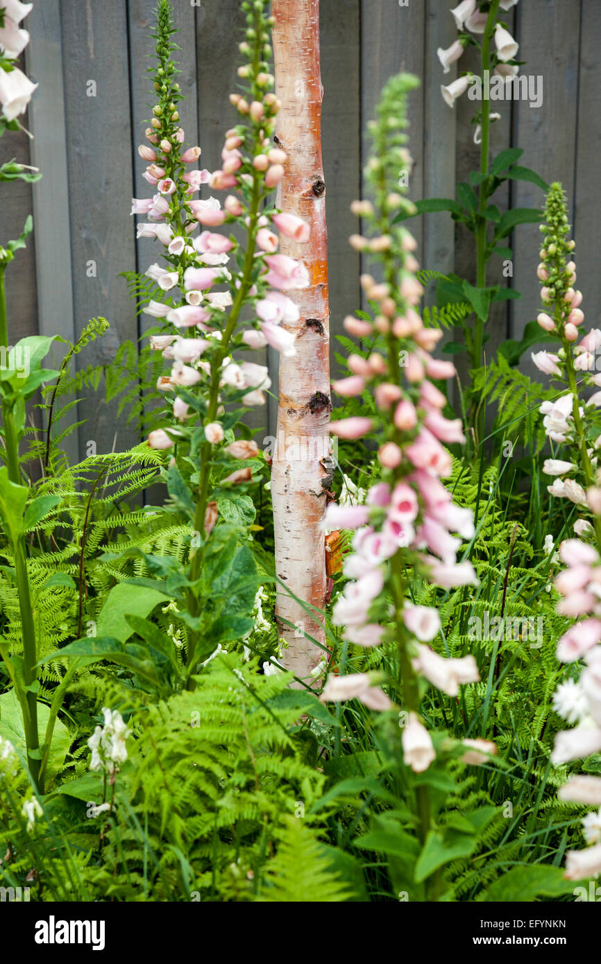 Betula Ermanii, Digitalis "Suttons Apricot" und Matteuccia struthiopteris Stockfoto