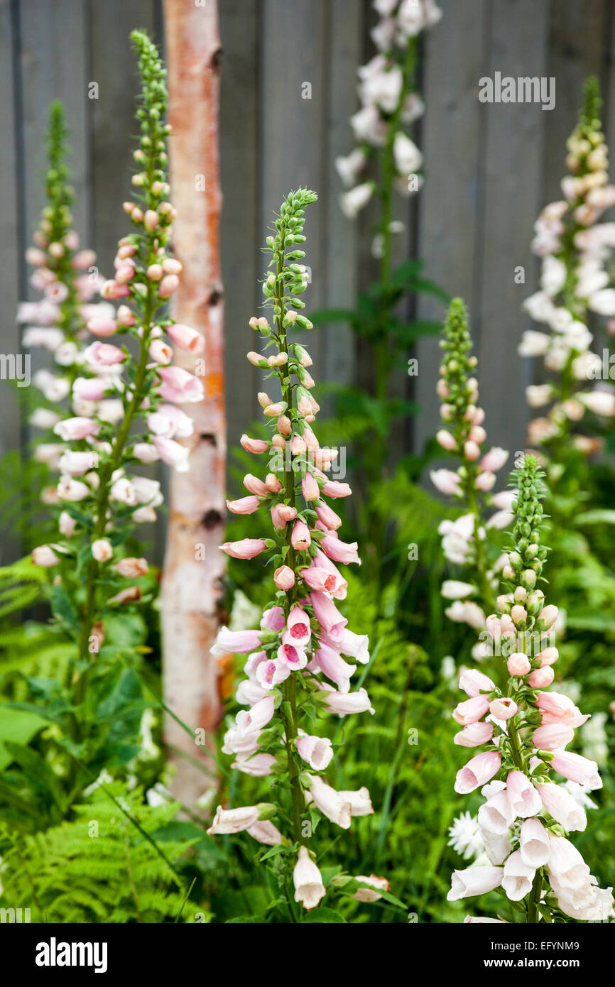 Betula Ermanii, Digitalis "Suttons Apricot" und Matteuccia struthiopteris Stockfoto