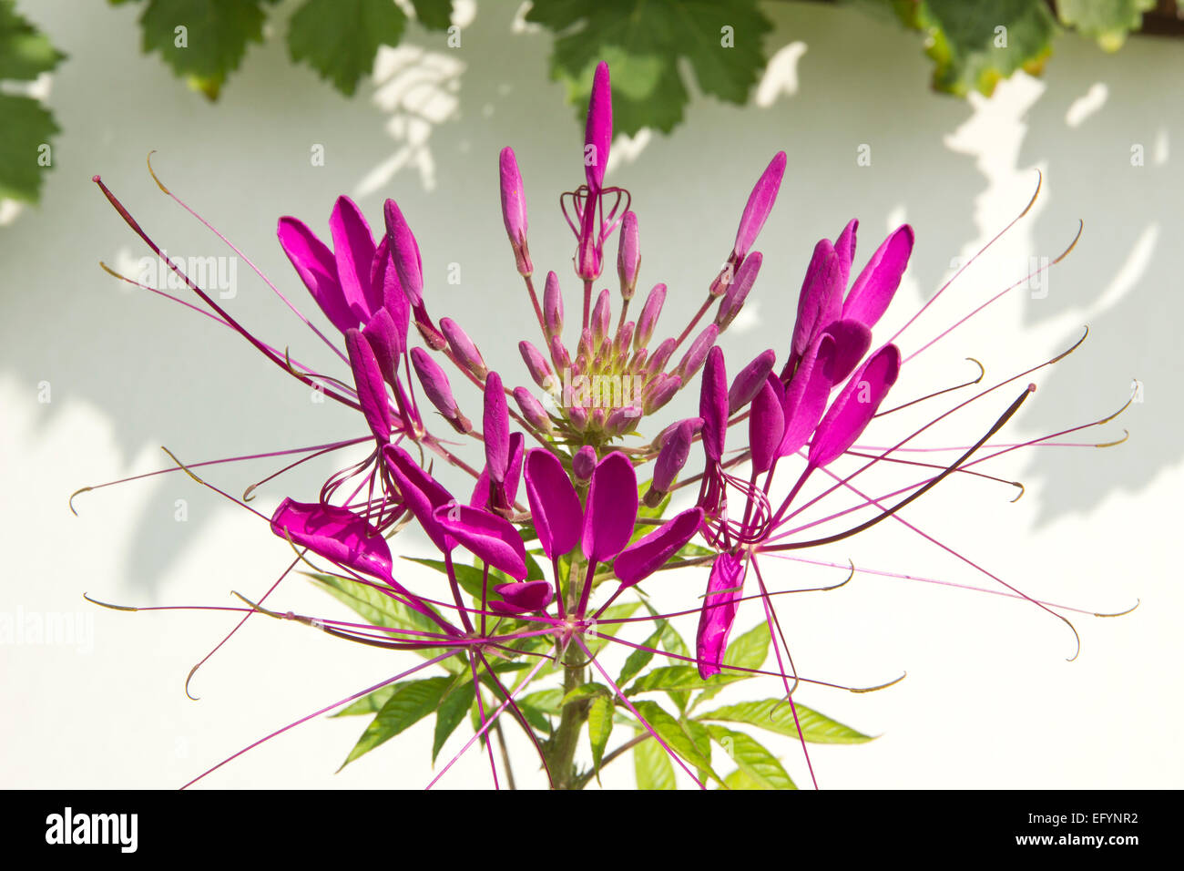 Cleome Spinosa Spider-Anlage Stockfoto