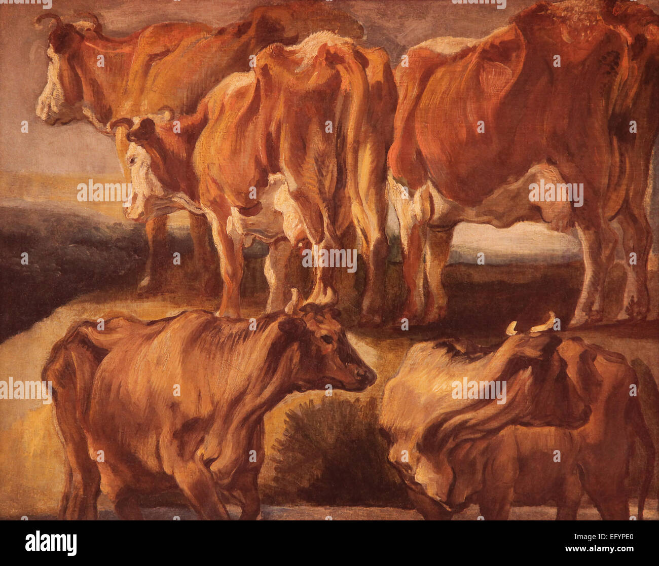 Jacob Jordaens.1593-1678.Five Studien über cows.1620. Stockfoto