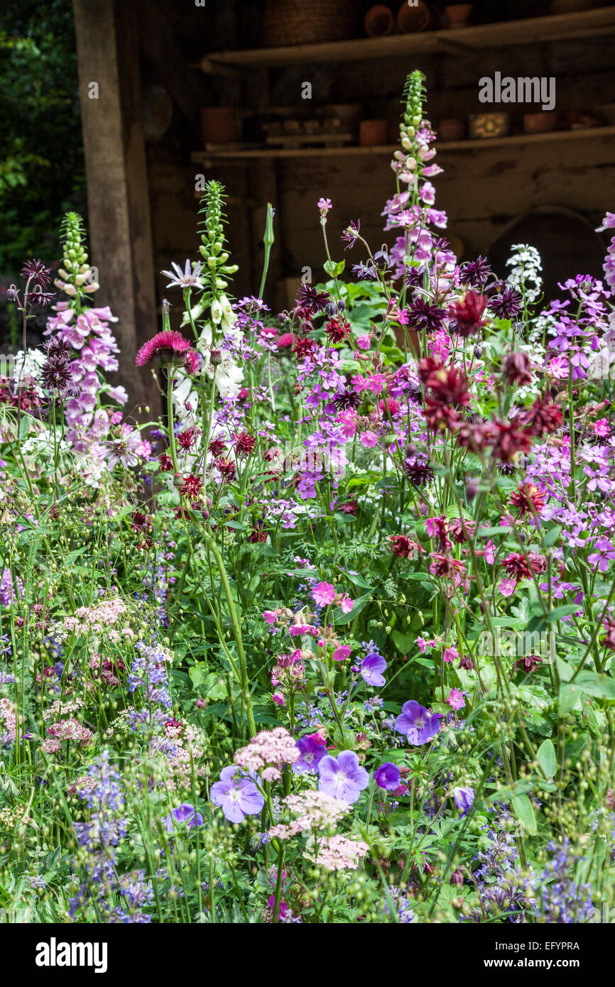 Cottage-Garten, die Bepflanzung mit Digitalis, Geranie, Aquilega 'Rube Port' und Hesperis Stockfoto