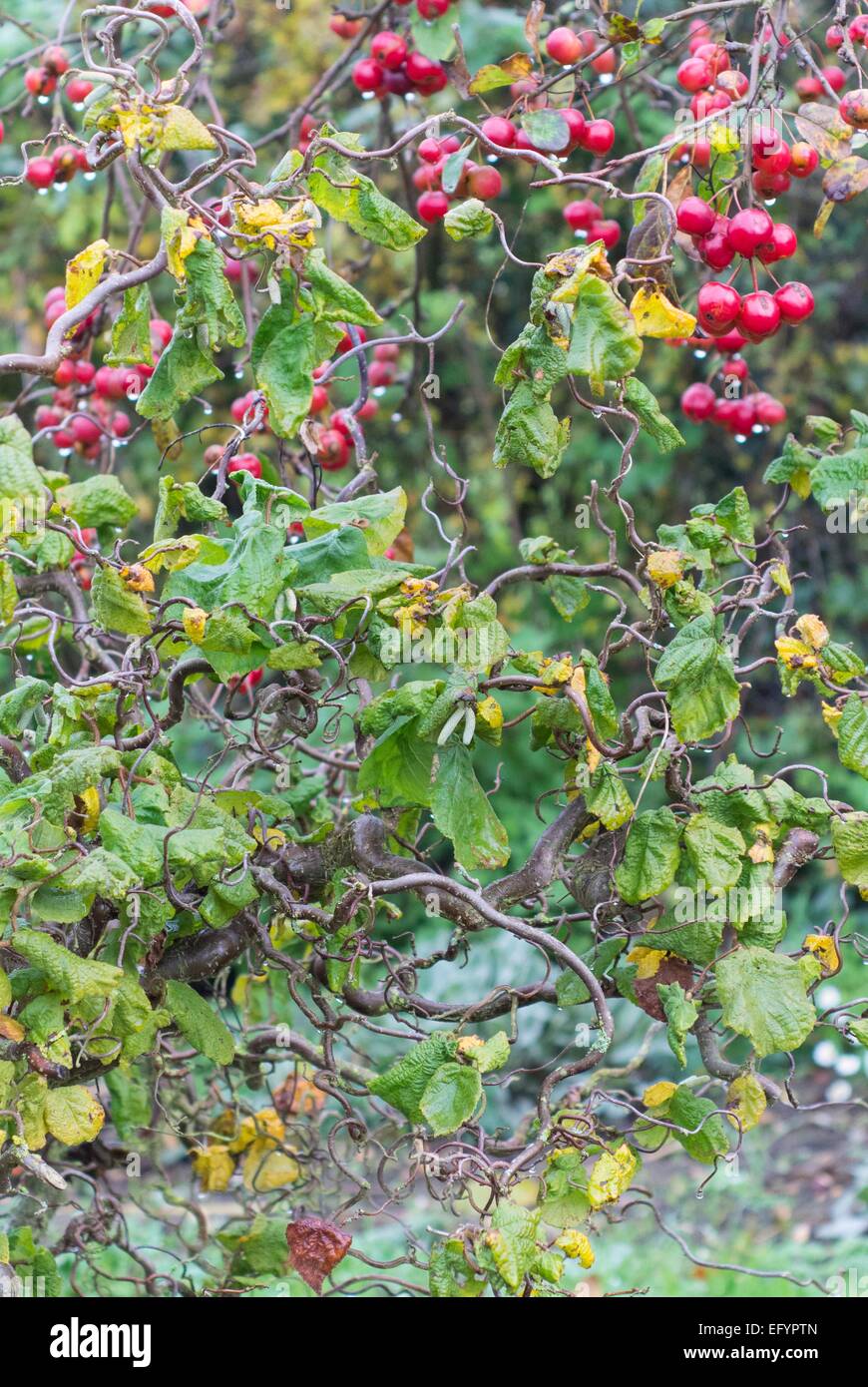 Corylus Avellana Contorta Korkenzieher-Hasel, Malus 'Red Sentinel'. Crab apple Stockfoto