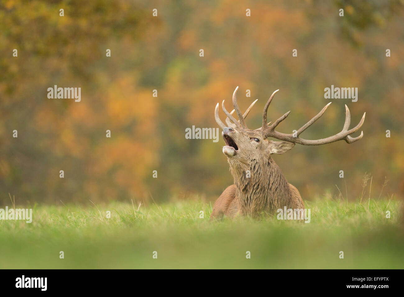 Rothirsch (Cervus Elaphus), Erwachsene männliche Hirsch brüllen während in Parklandschaft liegend Stockfoto