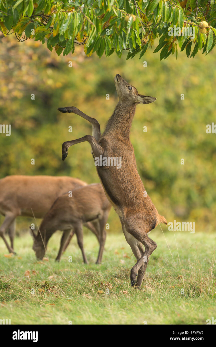 Rothirsch (Cervus Elaphus), weiblich (Hirschkuh) Aufzucht bis zur Einspeisung von Baum in Parklandschaft Stockfoto