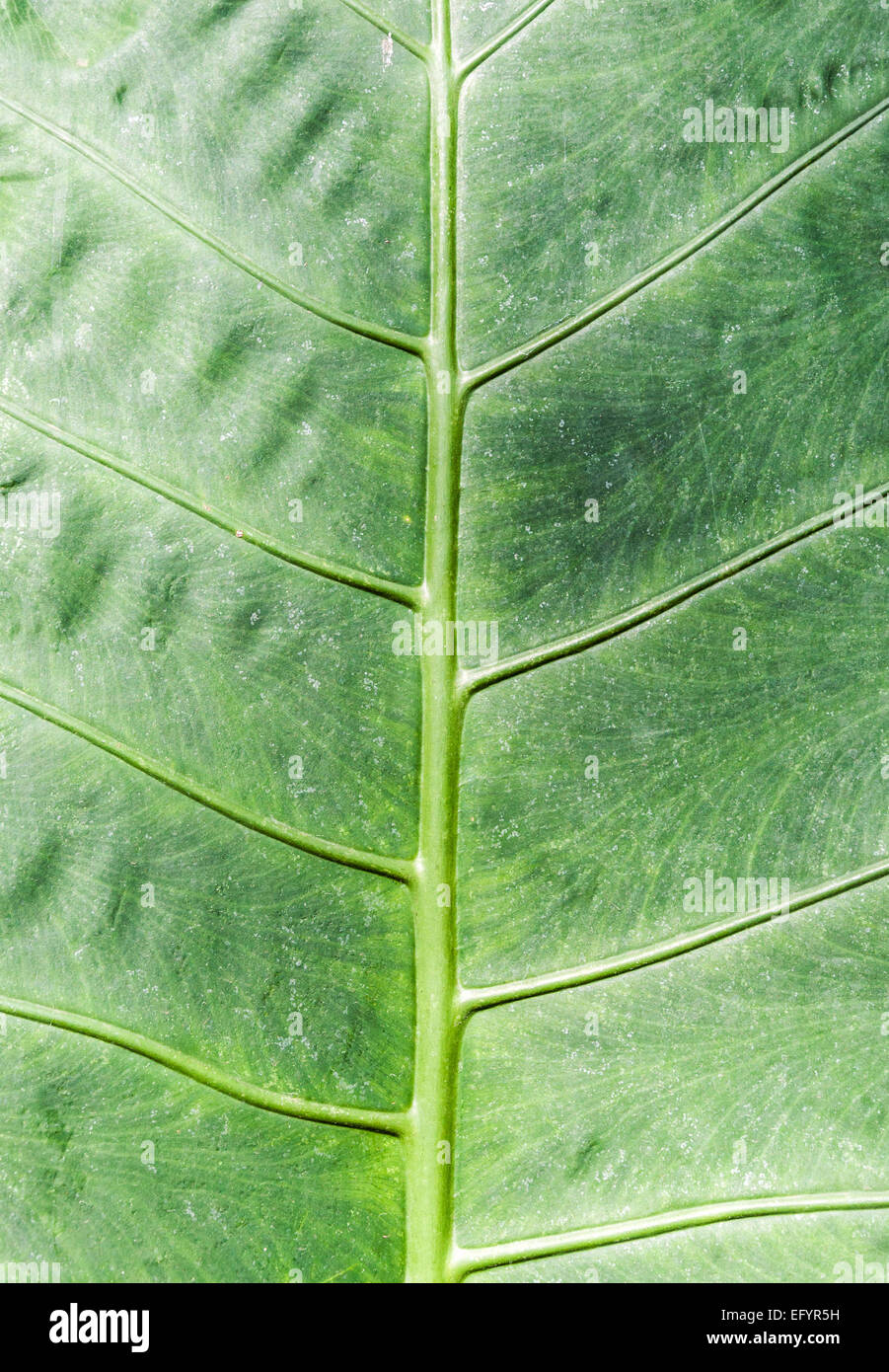 Frische Blätter im Botanischen Garten. Stockfoto