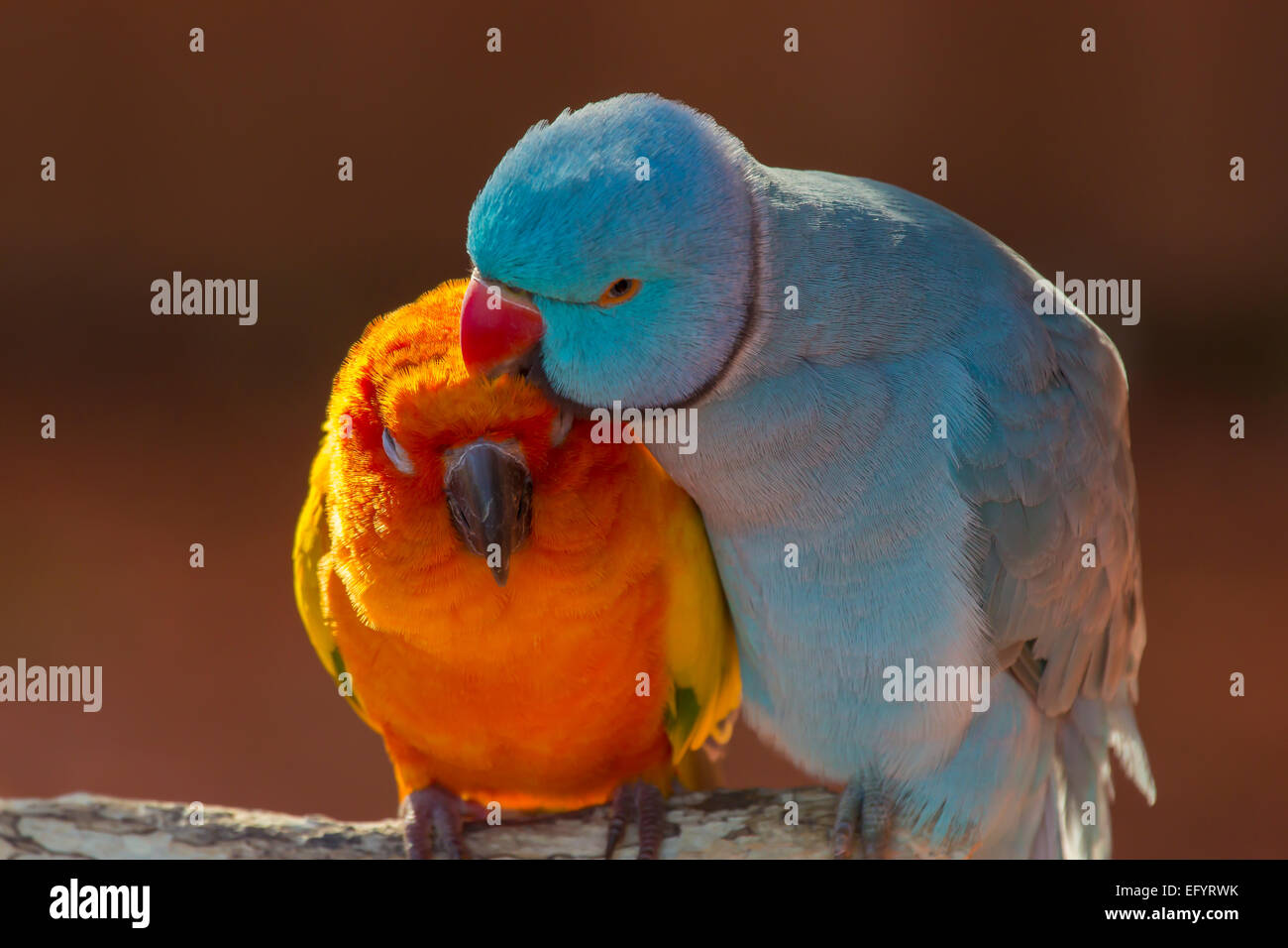 Paar kleine bunte Papagei unzertrennlichen Agapornis Pflege miteinander Stockfoto