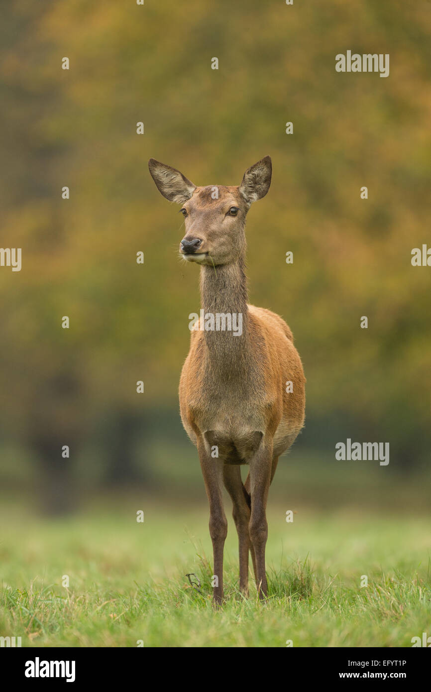 Rothirsch (Cervus Elaphus) weiblich (Hirschkuh) stehen allein im Herbst Parklandschaft Stockfoto