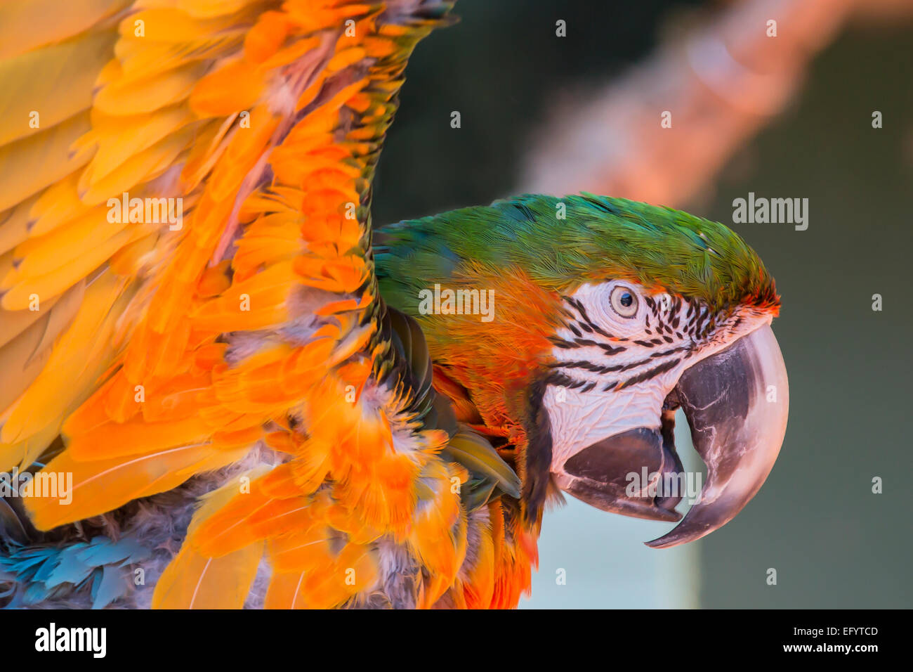 Ara farben -Fotos und -Bildmaterial in hoher Auflösung – Alamy