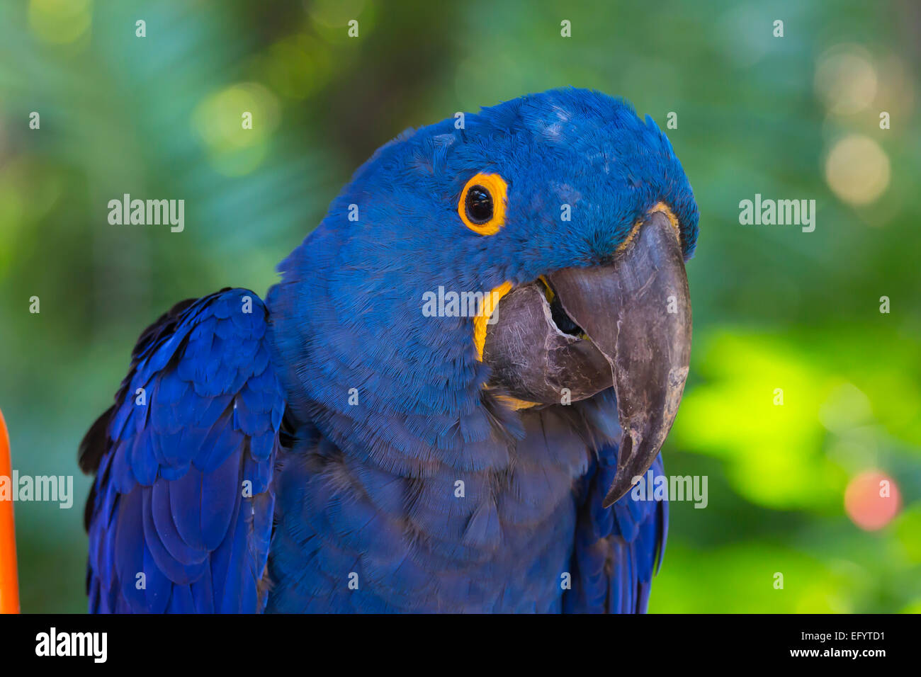 Nahaufnahme des einzigen blauen Hyazinthara oder sieht-Ara, Anodorhynchus hyacinthinus Stockfoto