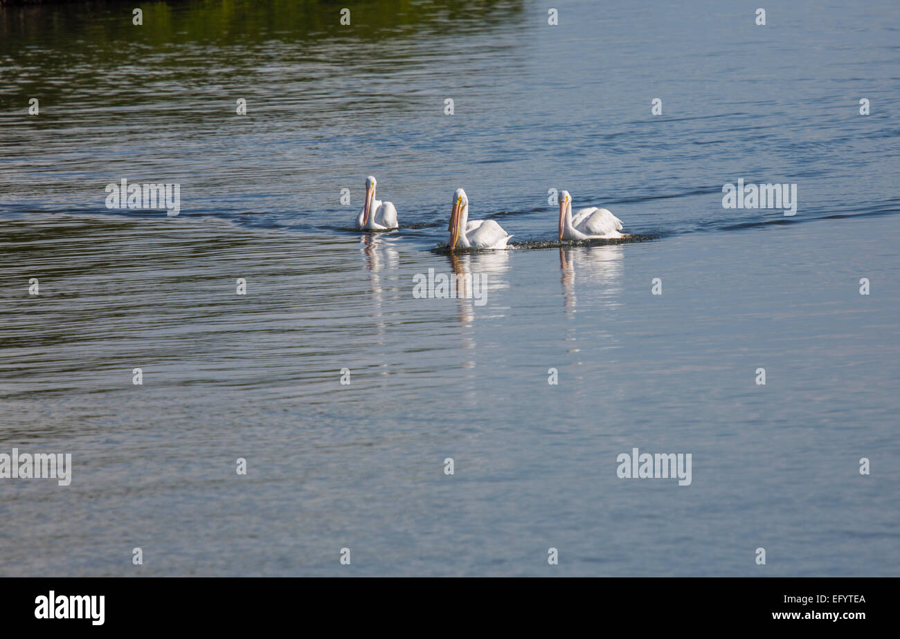 Drei weiße Pelikane schwimmen in Gruppe Stockfoto