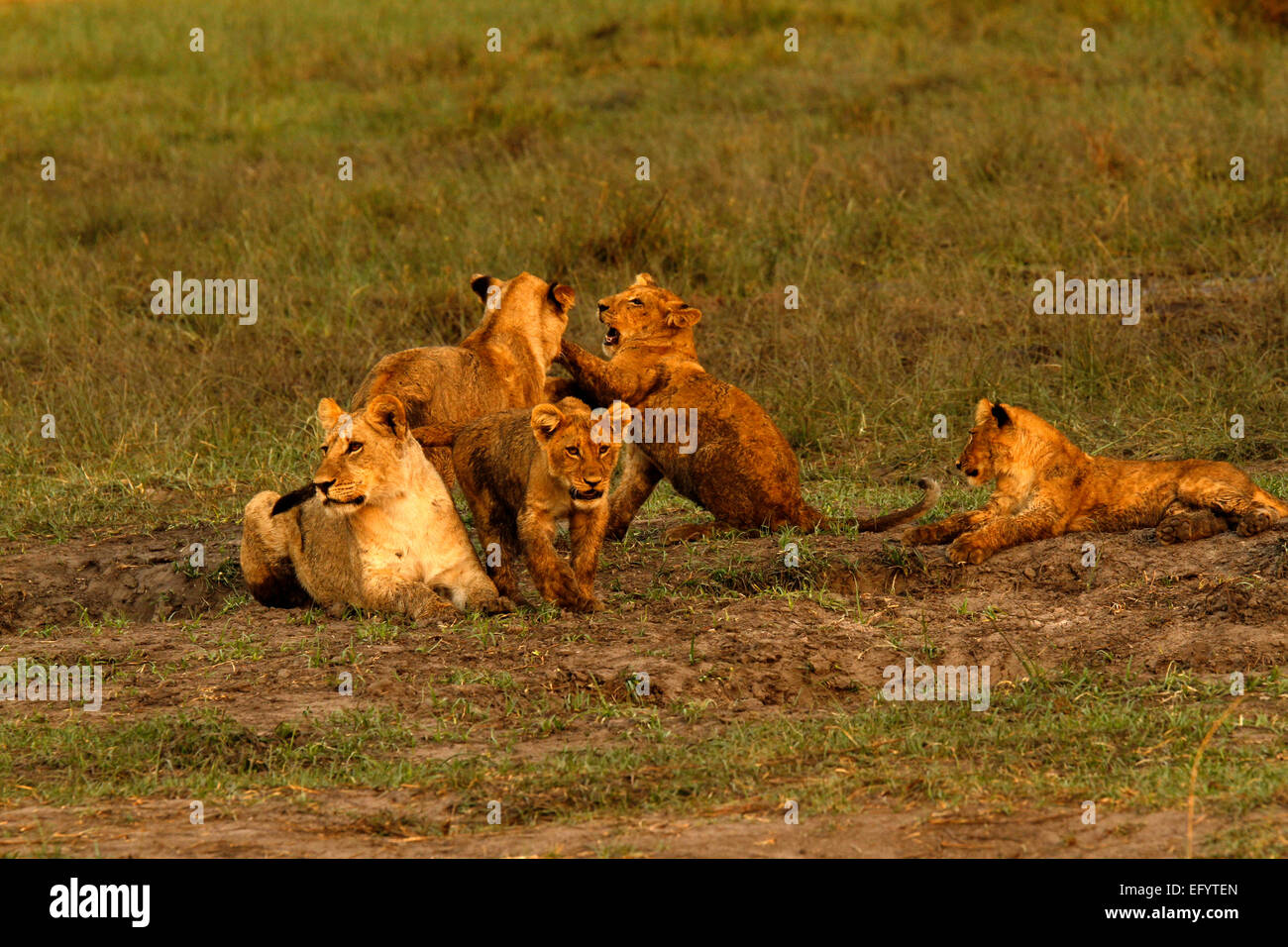 Zeit auf die afrikanische Savanne zu spielen, da die Löwenbabys ersatzgeschwächt & viel Spaß in der Sonne A schöner Anblick auf einer Safari-Urlaubsreisen Stockfoto