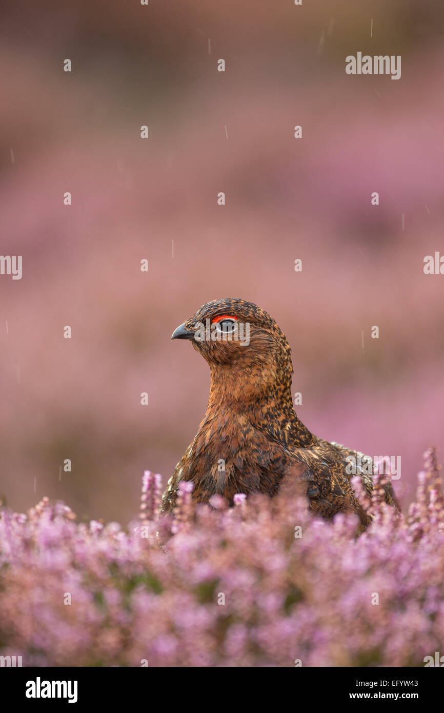 Hahn Moorschneehuhn in Regen, Sat in Blüte lila / rosa Heidekraut Moorland, North Yorkshire, Großbritannien Stockfoto