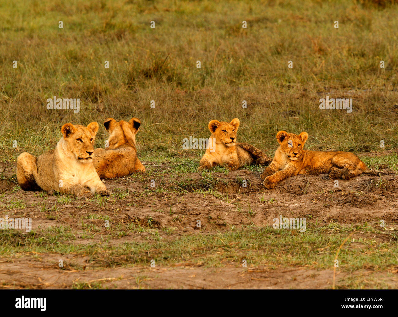 Wild African Lion Cubs mit ihren Babysitter Mum auf den offenen Ebenen National Park in der Sonne herumliegen Stockfoto