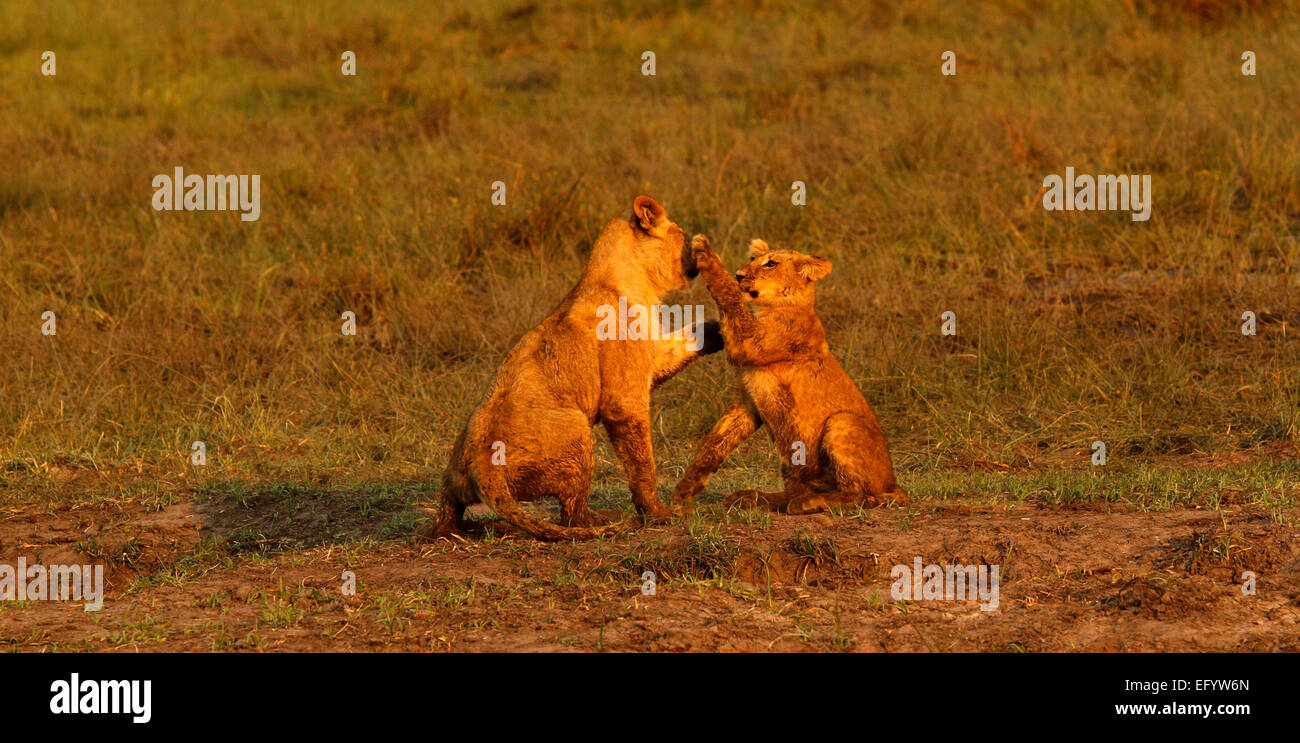 Wilde afrikanische Löwenbabys, spielen, springen, springen, um Spaß zu haben. Spielen Sie Zeit glückliche Tage in der Sonne lernen & aufwachsen Stockfoto