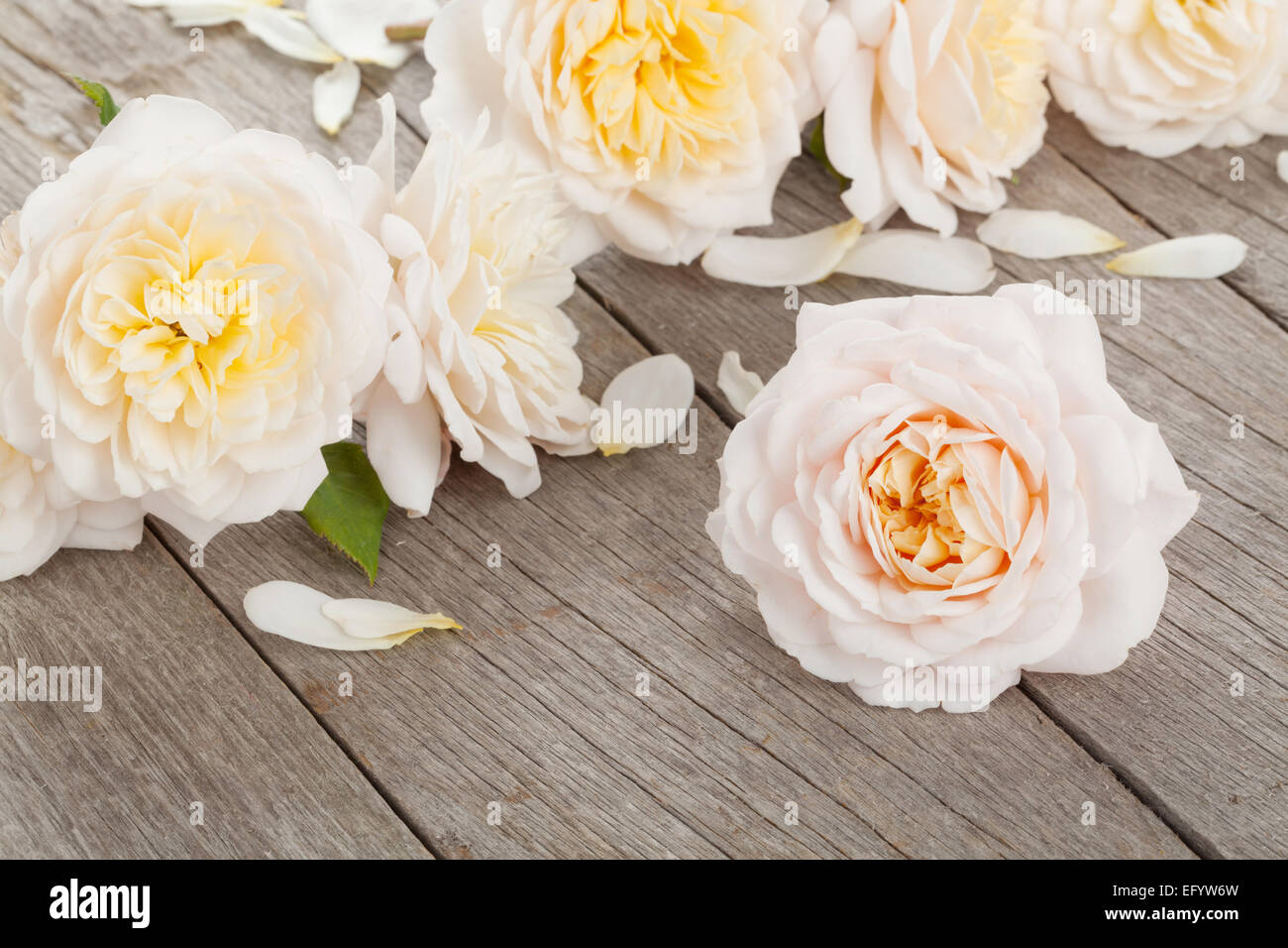 Frische Rosenblüten auf hölzernen Hintergrund Stockfoto