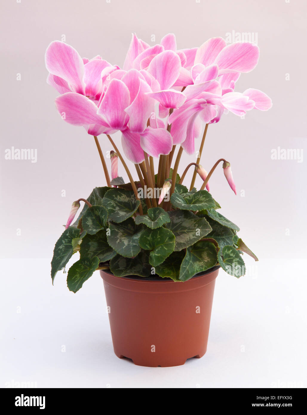 Cyclamen Persicum-Hybride. Cyclamen Persicum Topfpflanzen (ein großes "Floristen Sorte"). Stockfoto