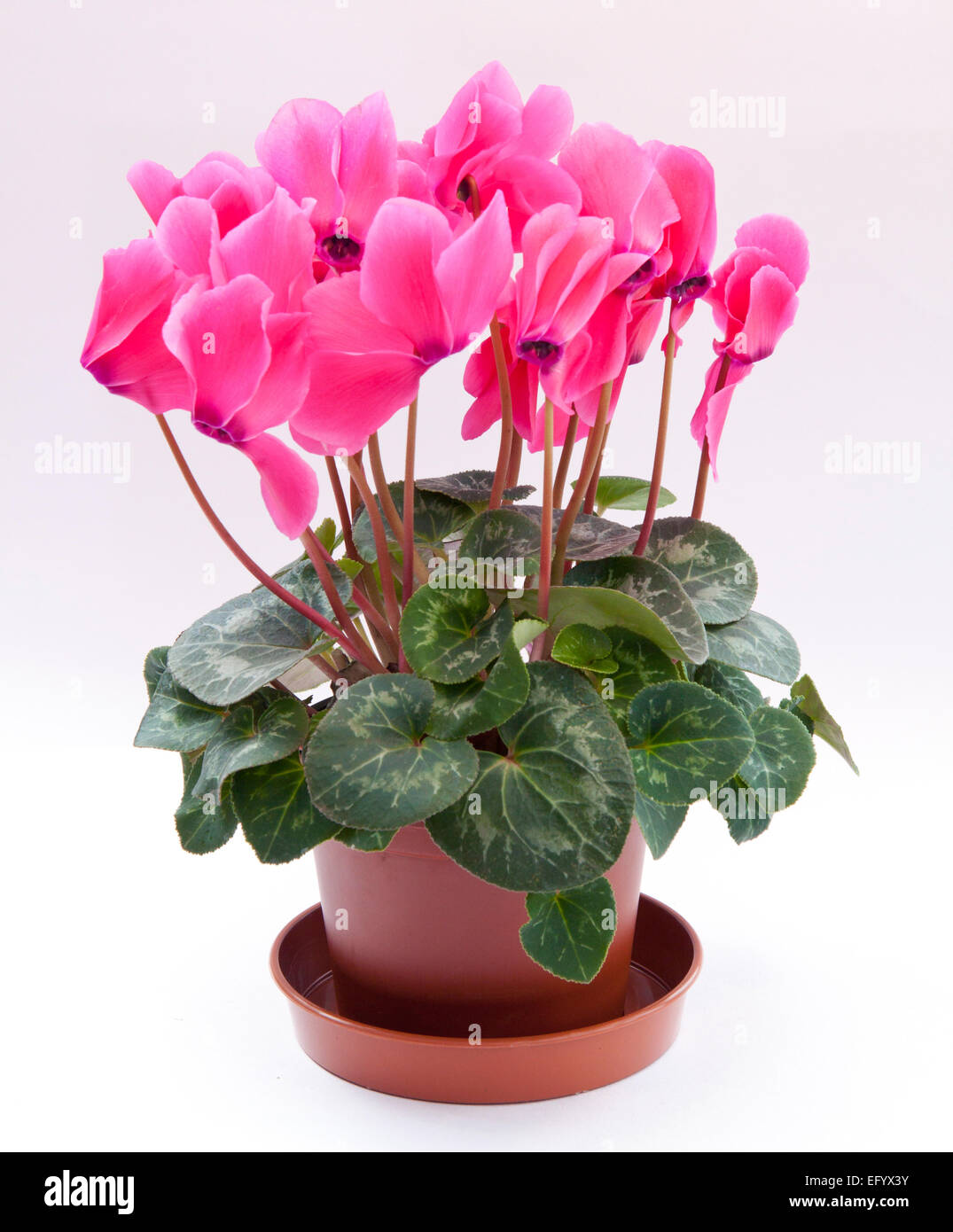 Cyclamen Persicum-Hybride. Cyclamen Persicum Topfpflanzen (ein großes "Floristen Sorte"). Stockfoto