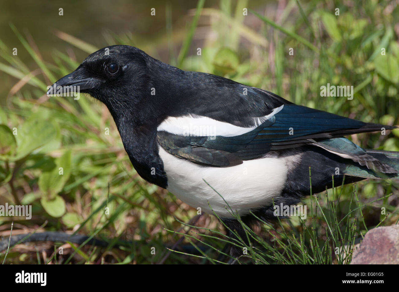 BW8CFP Nahaufnahme von europäischen Elster Pica pica Stockfoto