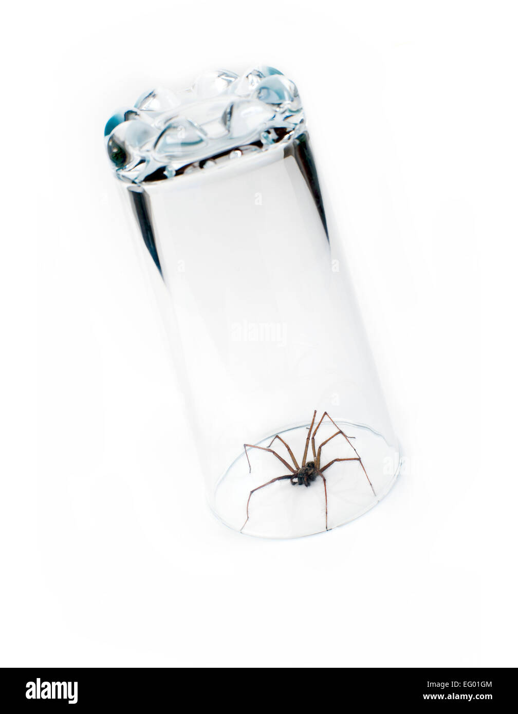 großen Haus Spinne Tegenaria Domestica gefangen in Glas auf weißem Hintergrund Stockfoto