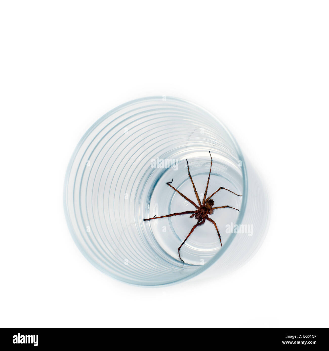 großen Haus Spinne Tegenaria Domestica gefangen in Glas auf weißem Hintergrund Stockfoto