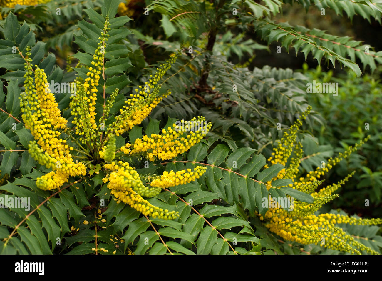 Mahonia japonica Fotos und Bildmaterial in hoher Auflösung Alamy