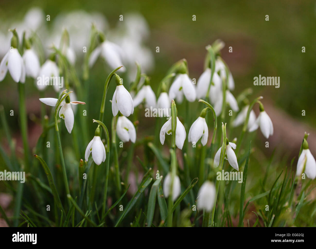 Schneeglöckchen in Surrey Landschaft im zeitigen Frühjahr Stockfoto