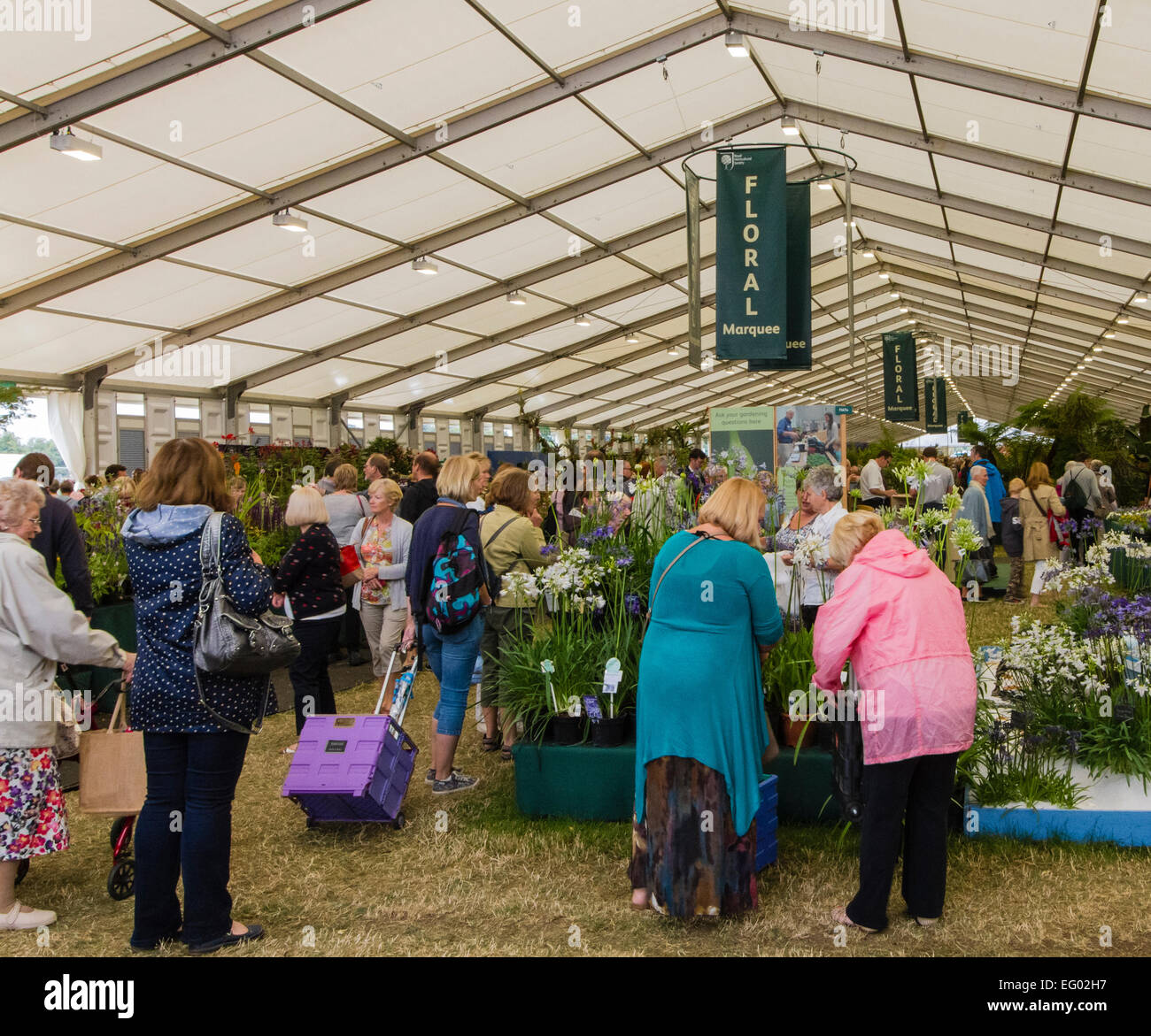 Die floralen Festzelt an der Hampton Court Flower Show 2014 Stockfoto