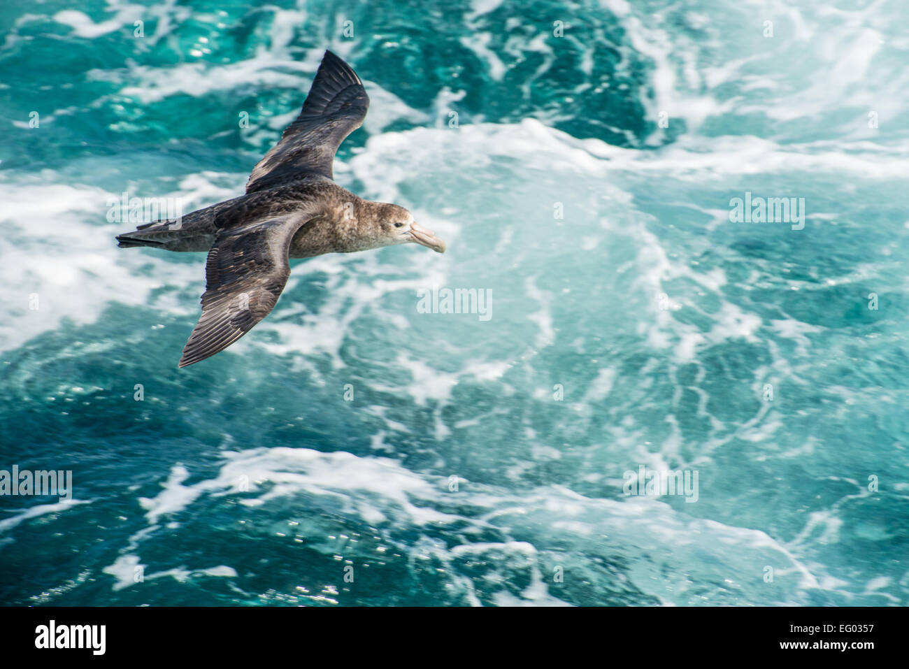 Braune Skua (Catharacta Antarctica) im Flug über südlichen Atlantik Stockfoto