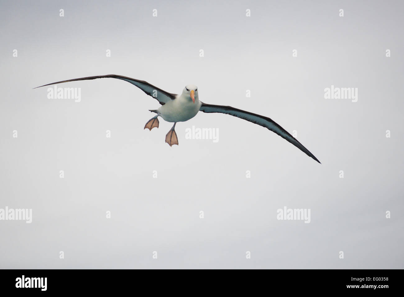 Schwarze Augenbrauen Albatros im Flug, südlichen Atlantik Stockfoto