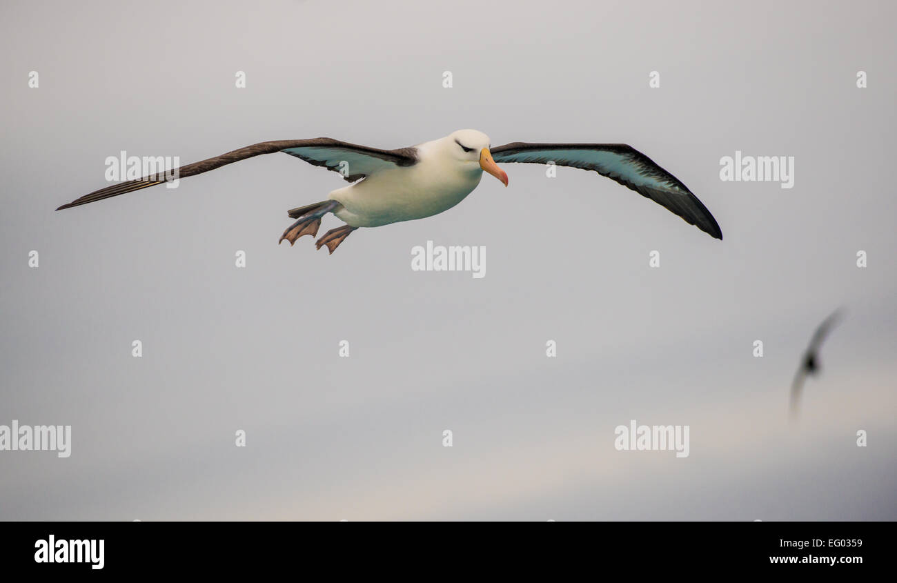 Schwarze Augenbrauen Albatros im Flug, südlichen Atlantik Stockfoto