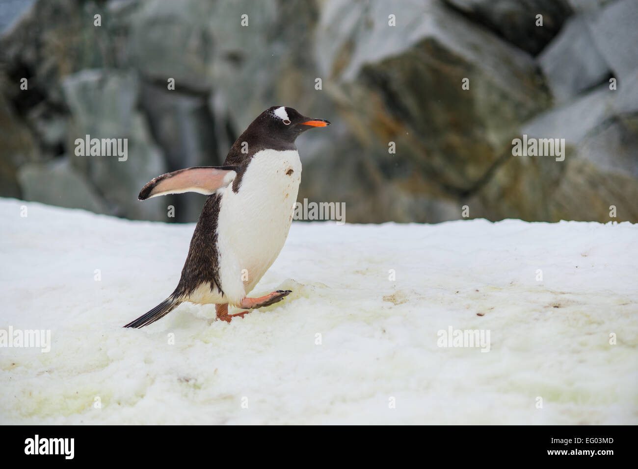 Gentoo Penguin auf Petermann Island, Antarktis Stockfoto