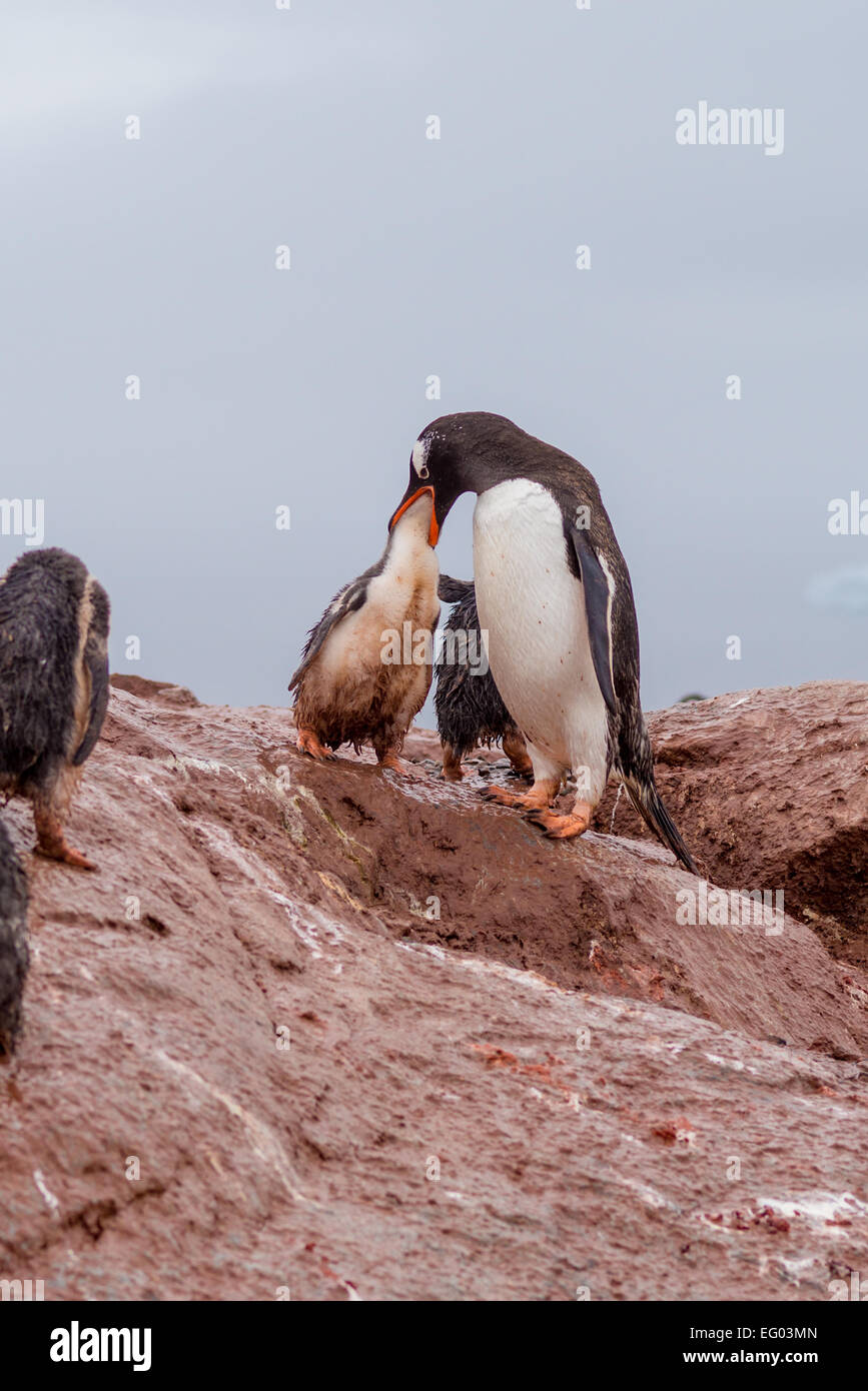 Gentoo Penguin Mutter füttert Küken auf Petermann Island, Antarktis Stockfoto