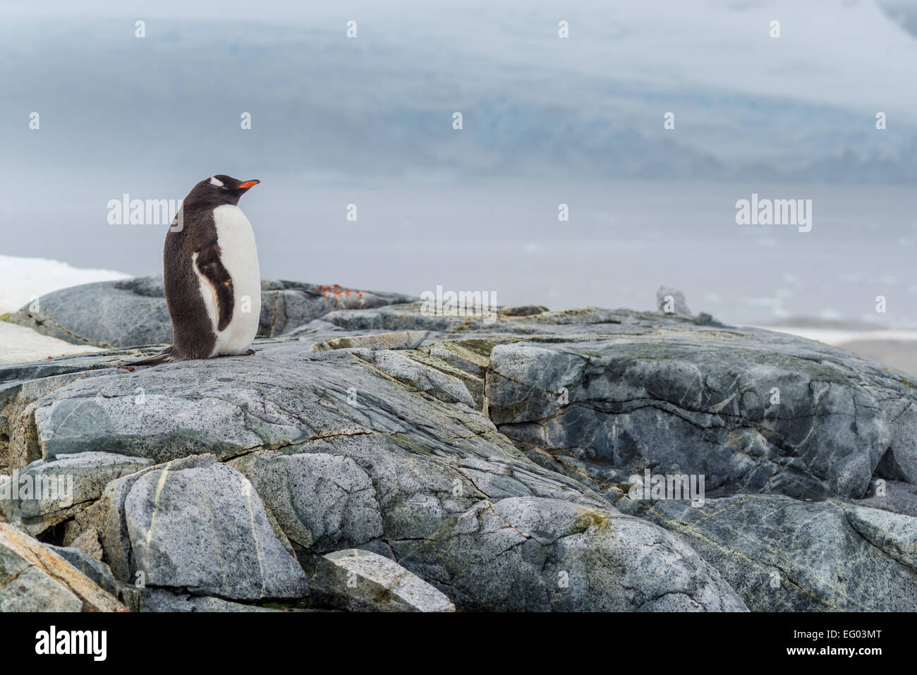 Gentoo Penguin genießt Landschaft auf Petermann Island, Antarktis Stockfoto